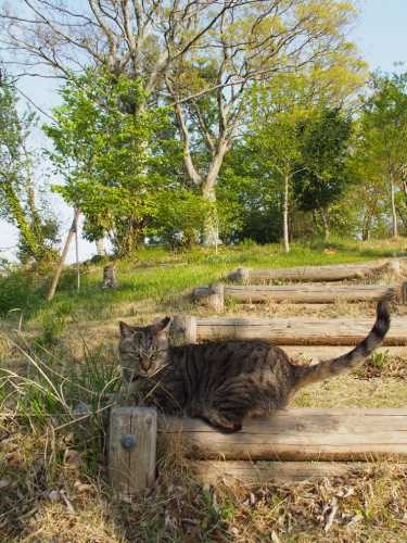 シッポを立ててご機嫌なクマチ