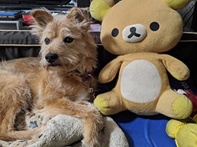 お気に入りのぬいぐるみとくつろぎ中　和洋MIX犬「モコ」