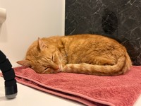 タオルもフワフワでぐっすり