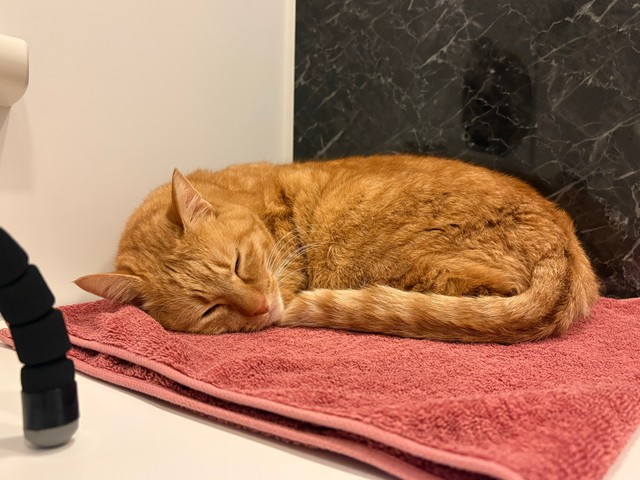 タオルもフワフワでぐっすり