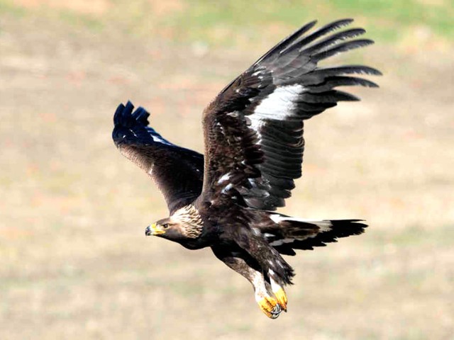 イヌワシにアンデスコンドル……中南米で鳥類が減少　国を象徴する鳥さえ絶滅の危機