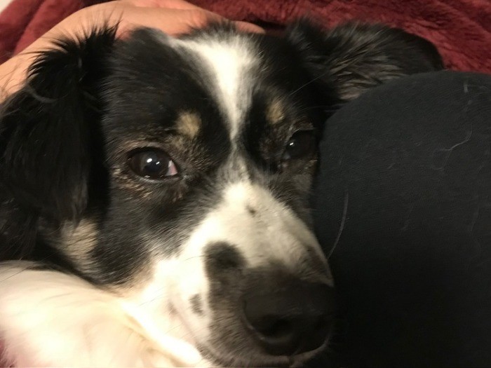 穏やかな表情になった「もーちゃん」