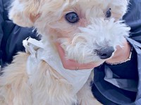 避妊手術のため病院を訪れたボサノヴァちゃん（画像提供：犬を見てさん）