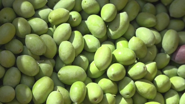 香川県が開発した新品種オリーブ「せとみどり」