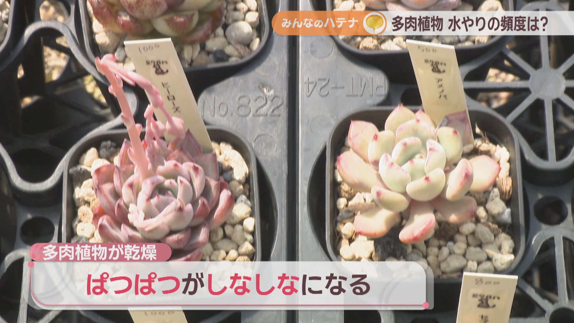 Top【選抜株】多肉植物　8023春御影ハルミカゲ　10個　鉢無し/脱土 Top【選抜株】多肉植物 8023春御影ハルミカゲ 10個 鉢無し/脱土 Top