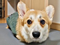 もしやツチノコ！？ お手てないないするタビーくん（画像提供：キリ眉のタビーさん）