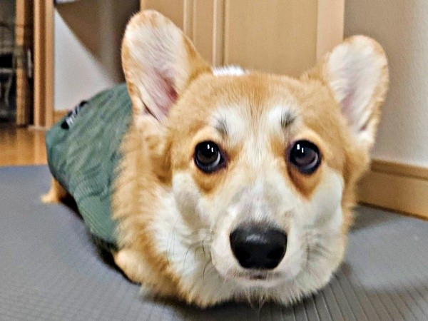 もしやツチノコ！？ お手てないないするタビーくん（画像提供：キリ眉のタビーさん）