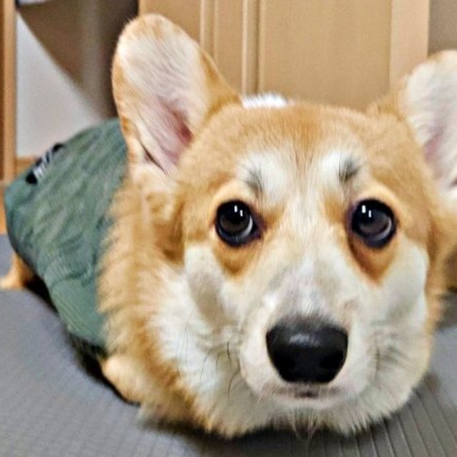 もしやツチノコ！？ お手てないないするタビーくん（画像提供：キリ眉のタビーさん）