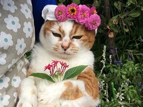 お庭が大好き！ 人間なら１００歳越えの猫、まこ