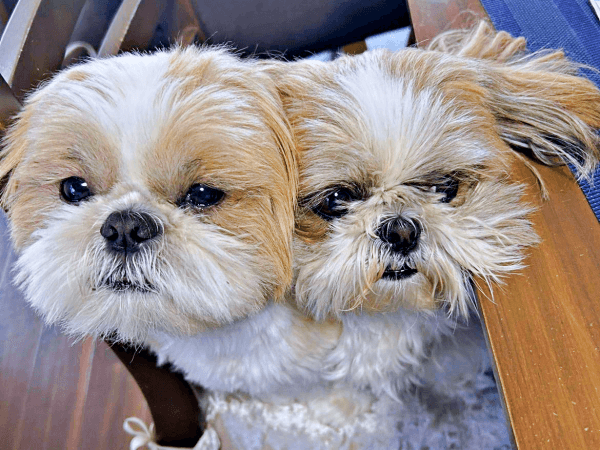 椅子上でぎゅうぎゅうに！（左から）ナチョ氏、同居犬・奈々ちゃん（画像提供：ぼくナチョだよさん）