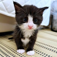 離乳食を食べるようになっためいちゃん（画像提供：奈神さん）