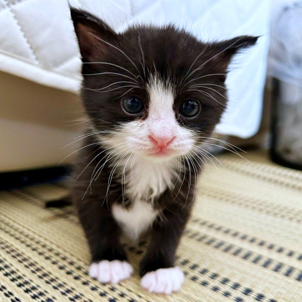 離乳食を食べるようになっためいちゃん（画像提供：奈神さん）