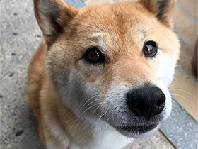 交通事故にあってリハビリ中　笑顔が増えてきた柴犬の「あん」