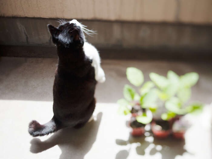「緑の苗のように僕も伸び〜る」（小林写函撮影）
