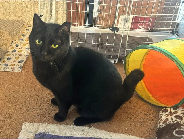 カメラ目線でドヤ顔（画像：大日本動物愛護帝国さん）