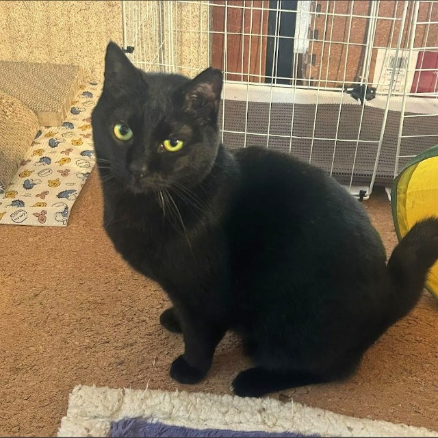 カメラ目線でドヤ顔（画像：大日本動物愛護帝国さん）