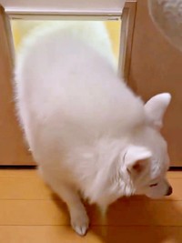 「やれやれ」といった様子で立ち去るスノちゃん（画像提供：いのさん）