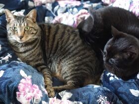 飼い主の在宅勤務で愛猫に変化が　いま猫のために家で出来ること