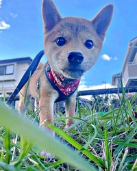 子犬時代、散歩を楽しむ琴ちゃん（画像提供：Yastinさん）