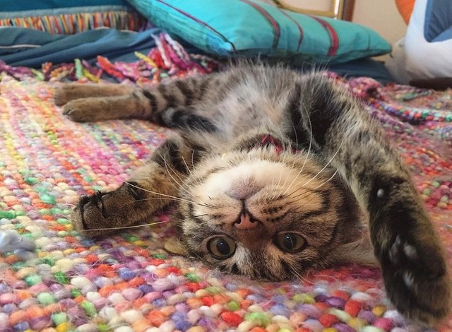 子猫時代＝kitto_kijitora