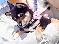 飼い主さんに抱っこされるつむぎちゃん（画像提供：つむぎさん）