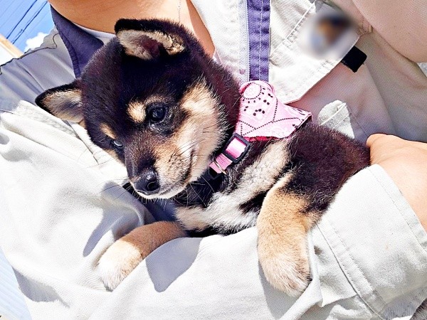 飼い主さんに抱っこされるつむぎちゃん（画像提供：つむぎさん）