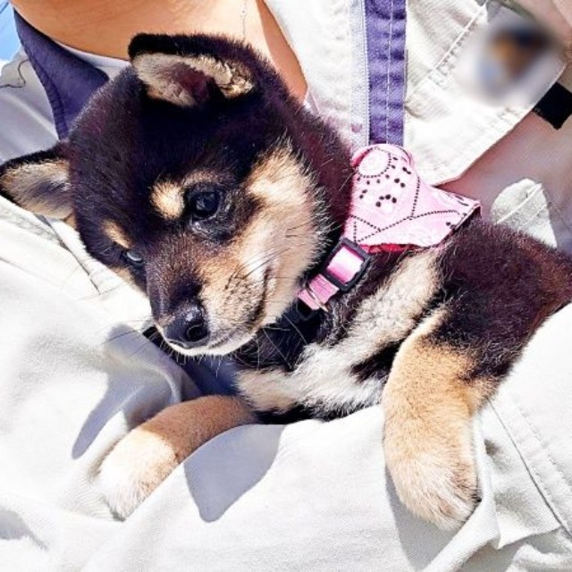 飼い主さんに抱っこされるつむぎちゃん（画像提供：つむぎさん）