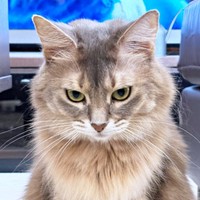 上目遣いでジーッ！ 飼い主さんを見つめるハナちゃん（画像提供：とりゆねこさん）