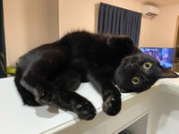 カウンターの上でもゴロにゃん