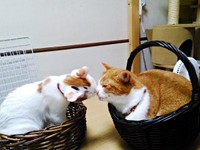 先住猫・こたろうくんと鼻チューするハナちゃん（画像提供：ハナちゃんさん）