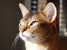 お庭に来た小鳥さんこんにちは　真剣に観察するアビシニアン「テト」