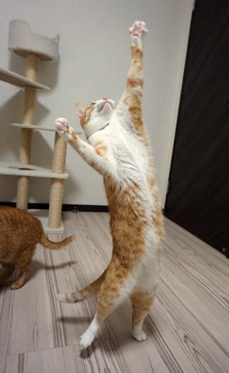 「エースをねらえ！」（クウちゃん）