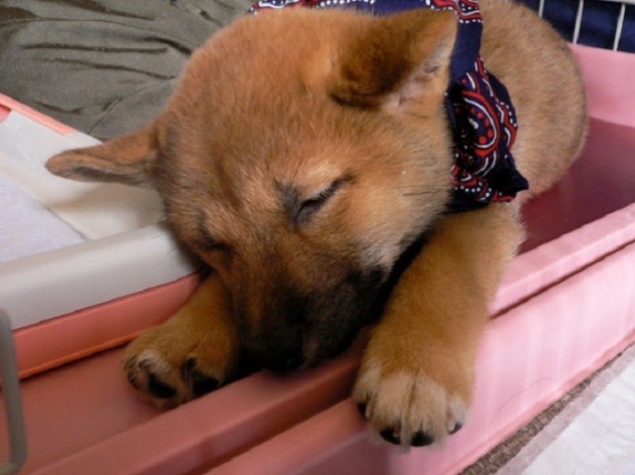 パピーの頃のモカ