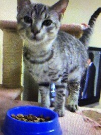 お迎え初日。飼い主さんの実家でご飯をモグモグ