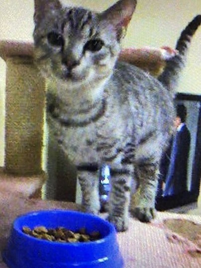 お迎え初日。飼い主さんの実家でご飯をモグモグ