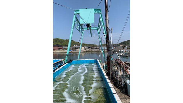 前工程（昼間）　青のりの育苗【徳島文理大学 提供】