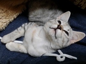 目の不自由な子猫　代わりに鋭い嗅覚、元気に走り回って暮らす