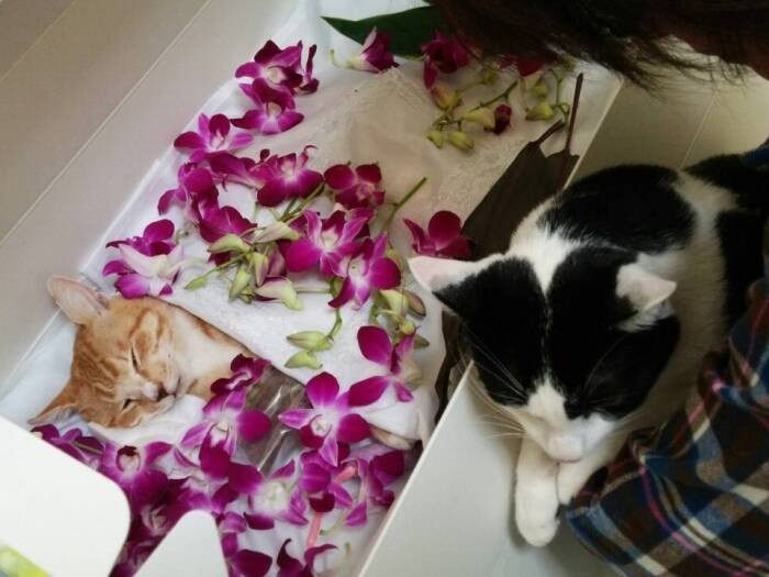 金子さんに抱えられてブッチャーの棺をのぞき込む（金子さん提供）