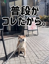 普段はまさかの“拒否柴”……！？（提供：＠shiba_mugistaさん）

