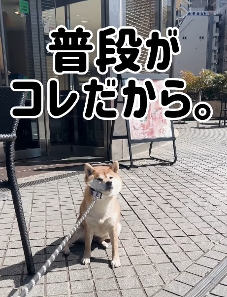 普段はまさかの“拒否柴”……！？（提供：＠shiba_mugistaさん）
