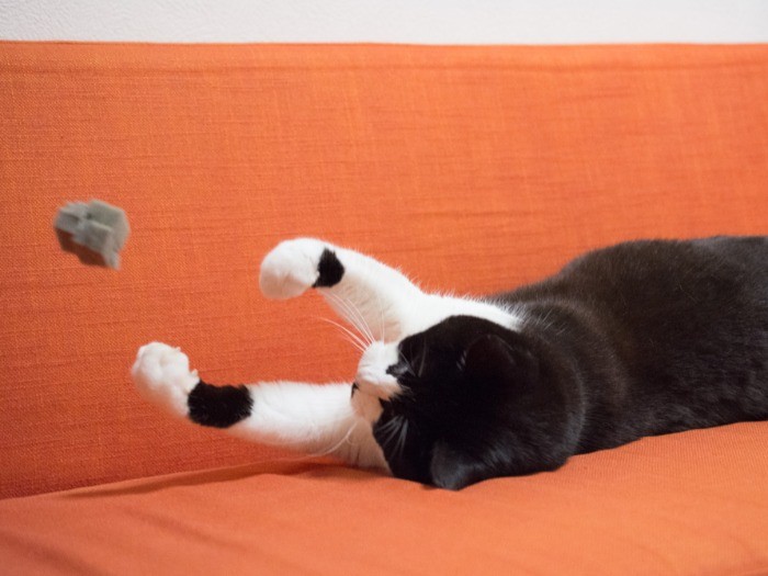 「イチローのジャンピングキャッチ！のまね」（小林写函撮影）