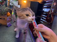 駐車場の鉄骨に挟まって出れなくなっているところを保護された夢ちゃん（「Cats in the Box.」さん提供）