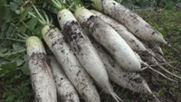 収穫された「ひるぜん大根」