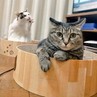 後ろが気になるちあきさん（手前）、毛づくろいする先住猫・めるくん（後ろ）（画像提供：青い人さん）