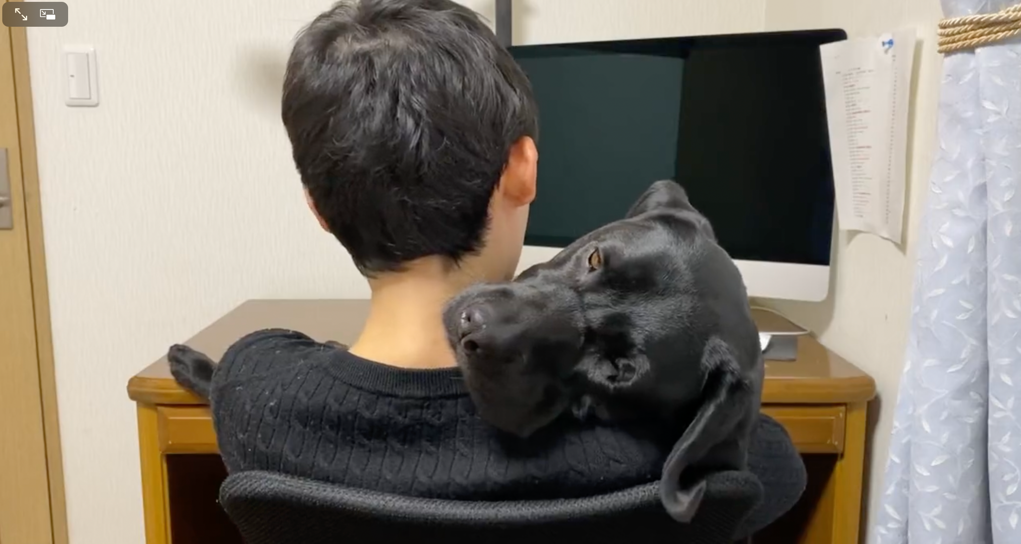 もうとろけそうなエマちゃん＝黒ラブのエマさん（@emma_kurolab）提供