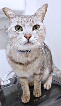 飼い主さんをじっと見つめるしじみくん（画像提供：しじみとんさん）