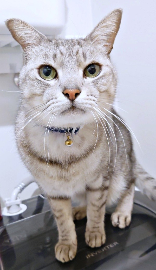 飼い主さんをじっと見つめるしじみくん（画像提供：しじみとんさん）