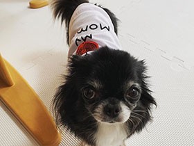 上目遣いのおねだりが得意　ツンデレなチワワ「リップ」