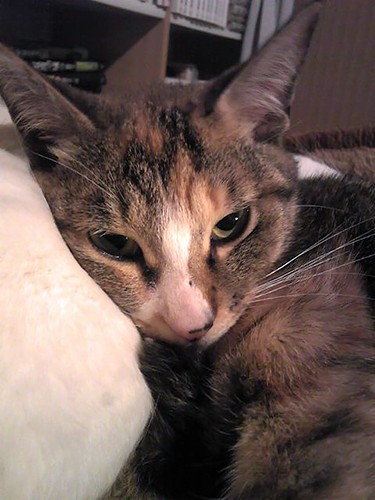 サビはとにかく臆病で怒りん坊。保護したころはそうでもなかったのに、出産を境に突然なつかなくなって「今では爪すら切らせてくれない」という飼い主泣かせ