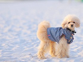 初めて砂浜をお散歩したよ　甘えん坊なトイプードルの「モコ」